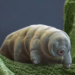 Water bear